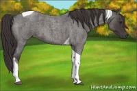 Horse Color:Smoky Blue Roan Tobiano 