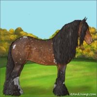 Horse Color:Buckskin Appaloosa 