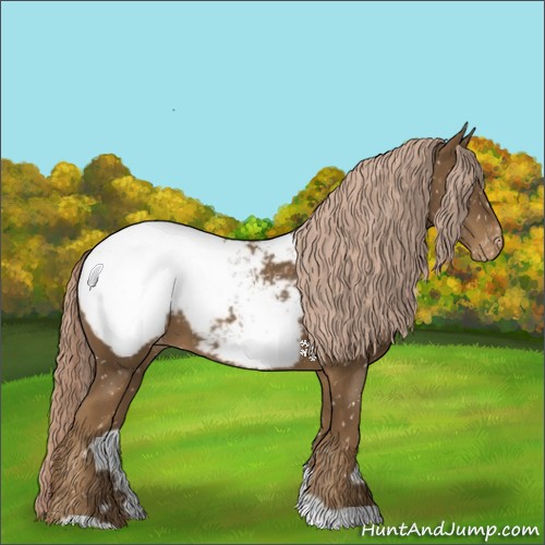 Horse Color:Chocolate Palomino Appaloosa 
