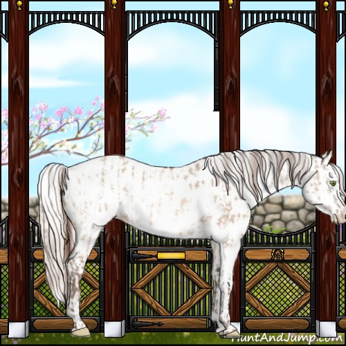 Horse Color:Amber Champagne Dun Near Leopard  and Silver Amber Champagne Dun Near Leopard 