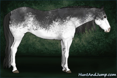 Horse Color:White Spotted Blue Roan Rabicano and Gray White Spotted Blue Roan Rabicano