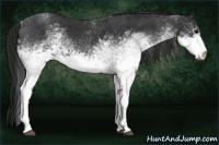 Horse Color:White Spotted Blue Roan Rabicano  and Gray White Spotted Blue Roan Rabicano 