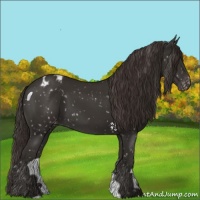 Horse Color:Liver Chestnut Appaloosa 