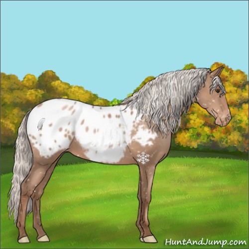 Horse Color:Silver Black Pearl Appaloosa 