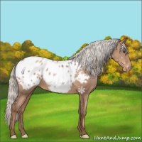 Horse Color:Silver Black Pearl Appaloosa 