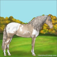 Horse Color:White Spotted Chocolate Palomino Pearl Appaloosa 