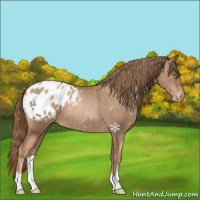Horse Color:Liver Chestnut Pearl Appaloosa 