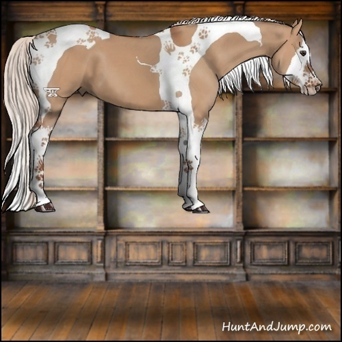 Horse Color:Silver Bay Dun Sabino Splash Tobiano 