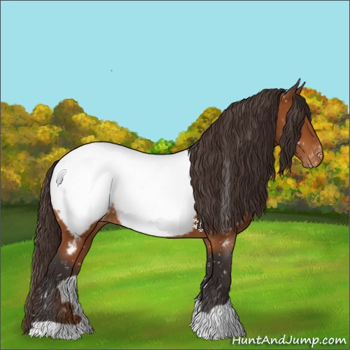 Horse Color:Buckskin Appaloosa 