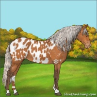 Horse Color:Silver Buckskin Appaloosa 