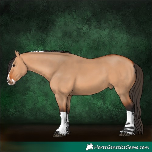 Horse Color:Bay Dun Splash Tobiano 