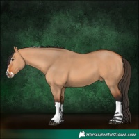 Horse Color:Bay Dun Splash Tobiano 