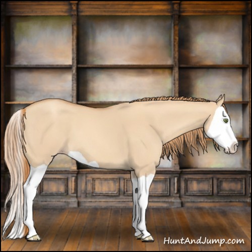 Horse Color:Gold Champagne Dun Splash 