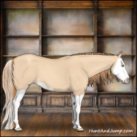 Horse Color:Gold Champagne Dun Splash 