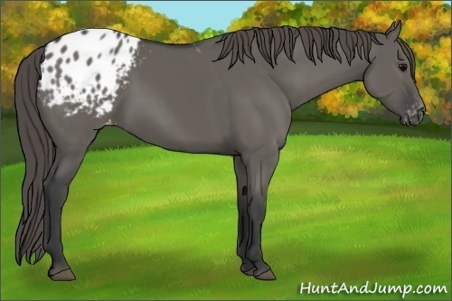 Horse Color:Grullo Appaloosa 