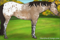 Horse Color:Gray Buckskin Ice Dun Appaloosa 