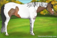 Horse Color:Bay Tobiano Snowcap 