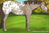 Horse Color:Classic Champagne Appaloosa 