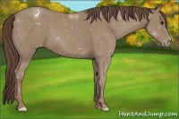 Horse Color:Classic Champagne Appaloosa 