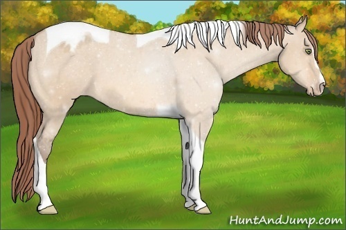 Horse Color:Amber Champagne Dun Sabino Tobiano Varnish