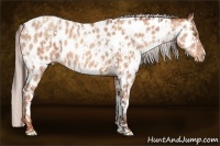 Horse Color:Amber Champagne Appaloosa  and Silver Amber Champagne Appaloosa 