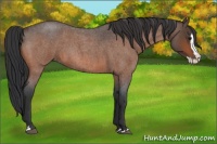 Horse Color:Bay Roan Splash 