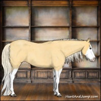 Horse Color:Palomino Roan Splash 