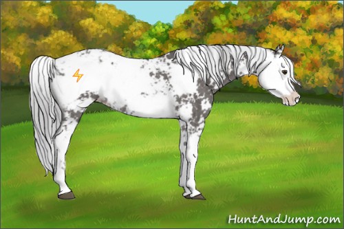 Horse Color:Platinum Chocolate Palomino Sabino Varnish Rabicano 