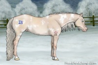 Horse Color:White Spotted Gold Champagne Dun Rabicano