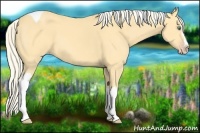 Horse Color:Gold Cream Champagne Splash Tobiano 