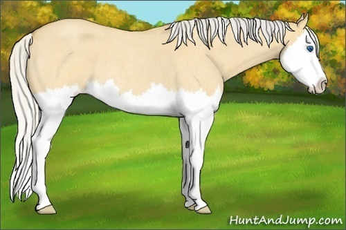 Horse Color:Silver Buckskin Roan Dun Splash