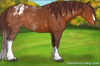 Horse Color:Chocolate Buckskin Varnish