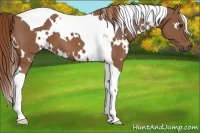 Horse Color:White Spotted Chestnut Tobiano 