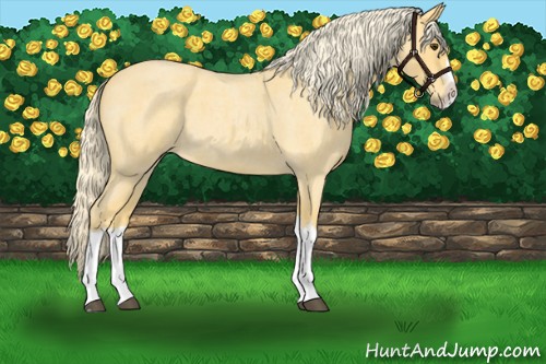 Horse Color:Palomino Roan Splash 