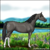 Horse Color:Grullo 