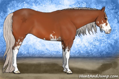 Horse Color:Silver Bay Sabino 