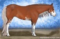 Horse Color:Silver Bay Sabino 