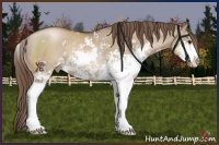 Horse Color:Grullo Pearl Sabino Rabicano 