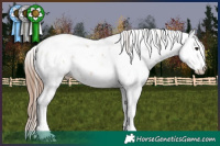 Horse Color:Grullo Pearl Sabino Rabicano 