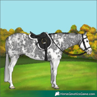 Horse Color:White Spotted Black Ice Splash 