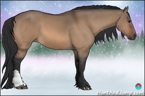 Horse Color:Bay Dun 