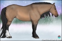 Horse Color:Bay Dun