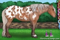 Horse Color:Silver Brown Blanket 