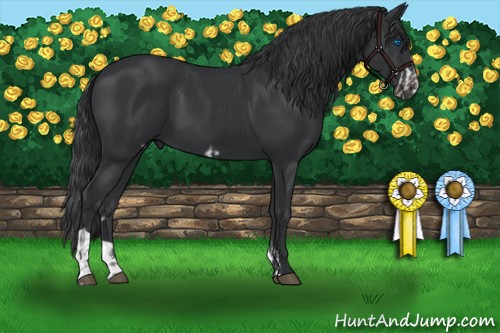 Horse Color:Black Frame  and Black 