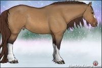 Horse Color:Buckskin Dun Appaloosa Rabicano 