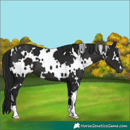Horse Color:Gray White Spotted Smoky Black