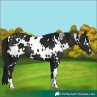 Horse Color:Gray White Spotted Smoky Black