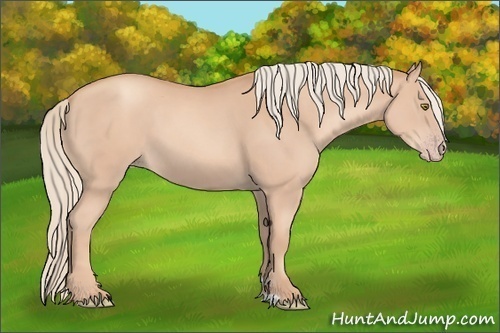 Horse Color:Gold Champagne