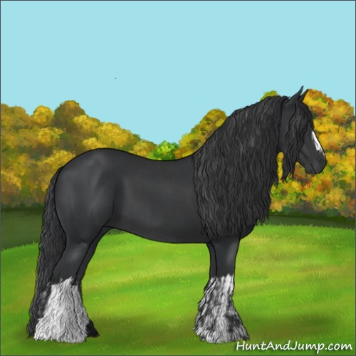 Horse Color:Black  and Black 