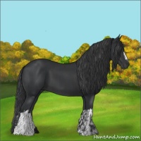 Horse Color:Black  and Black 